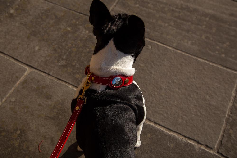 Leather GPS Tracking Collar