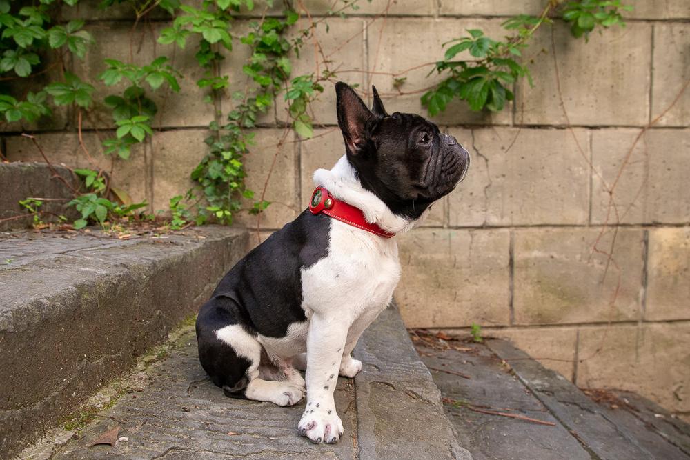 Leather GPS Tracking Collar