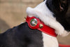 Leather GPS Tracking Collar